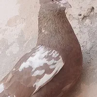 سینه|پرنده|مشهد, شهرک مهرگان|دیوار