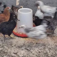 مرغ و خروس سه ماه اصلاح شده
