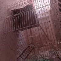 قفس مناسب فنچ و اردک وخرگوش و جوجه رنگی و....