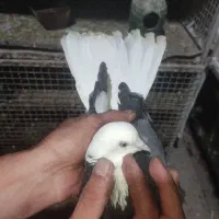 کبوتر