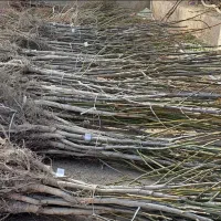 نهالستان فروش انواع نهال زودبازده و پربار ضمانتی|خدمات باغبانی و درختکاری|ساری, |دیوار