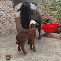 یک عدد گوسفند مطفل بره نر زیرش درجه یک طرح عوسی