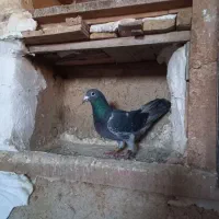 پلاکی وطوقی