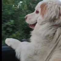 پامر اشتیپز