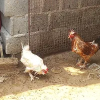 مرغ و خروس تاج دار پا پری