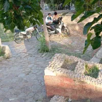 هاسکی