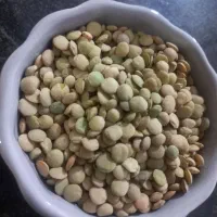 عدسی بذری و خوردنی