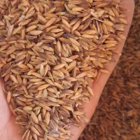 شلتوک بذری درجه یک بشرط