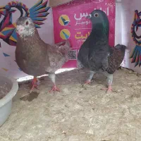جفت کفتر شهرستانی