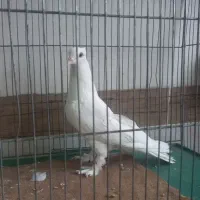 کبوتر سفید  نر جوان