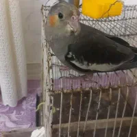 گم شده