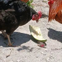 مرغ