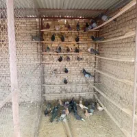 کبوتر|پرنده|قشم, |دیوار