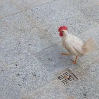 دو تا خروس سفید
