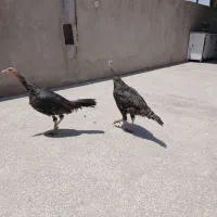 ۲عددبوقلمون ماده