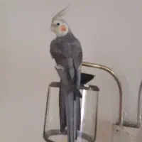 عروس هلندی نر