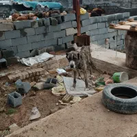 سگ خراسانی اصیل نگهبان و...