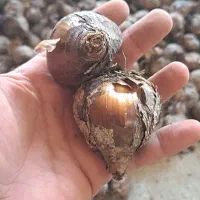پیاز گل نرگس شهلا