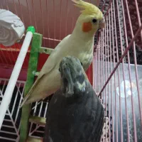 عروس هلندی