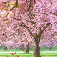 هرس درختان میوه