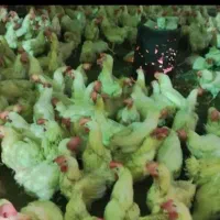 مرغ تخم گذارگوشتی سالم