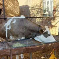 گاو ماده گوشتی