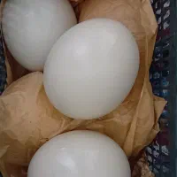 پوکه تخم شتر مرغ