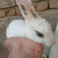 خرگوش|موش و خرگوش|زابل, |دیوار