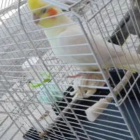 عروس هلندی بالغ