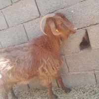 بز مفت