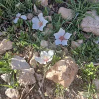 فروش باغ  ویلا شهر پردیس (دریمه)
