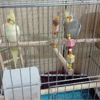 فروش عروس هلندی مولد