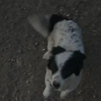 واگذاری رایگان توله سگ ماده