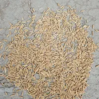 شالی ندا بذری