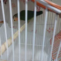 کوتوله صورت هلویی