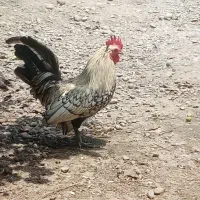 خروس سبرایت مولد