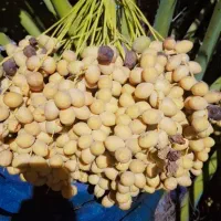 خارک برهی