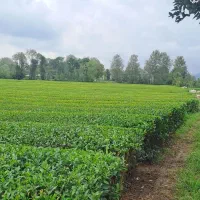 به چند نیرو جهت انجام کار در باغ چای