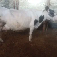 گاو سمینتال با گوساله تازه زا