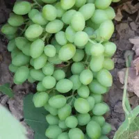 فروش غوره و ابگیری