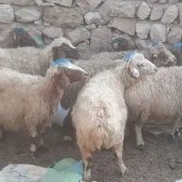 فروش ۱۲ راس میش
