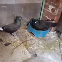 کفتر نر ماده زاغ دم سفید بابک تخم