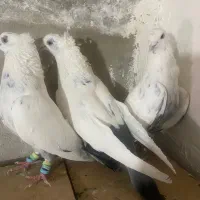 دم سبز نر دوکاکل سه تا نر دوجفت نر وماده سینه