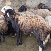 بره قوچ ۳ شیر درجه یک