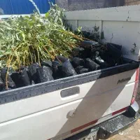نهال اکالییپتوس