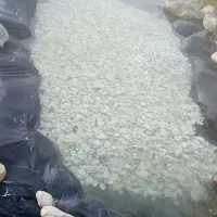 موسیر شیرین شده