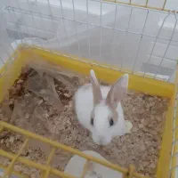خرگوش به همراه قفس