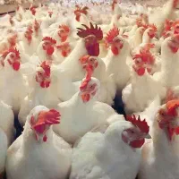 کارگر ساده جهت کار در مرغداری