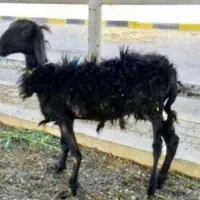 پخل پرس