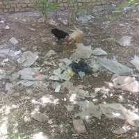 دوعدد جوجه خروس سفید